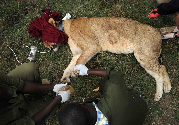 lioness hit by a tranquilizer dart