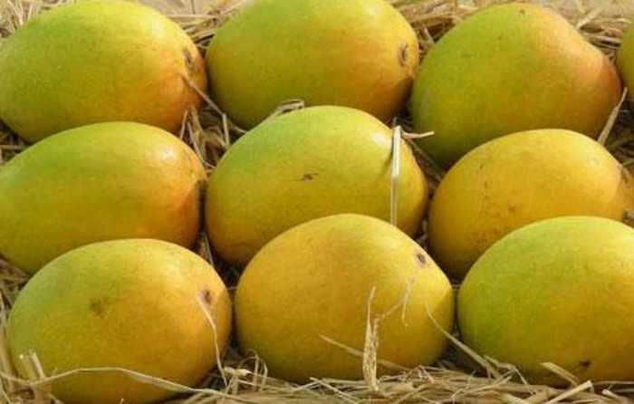 Rataul Mango