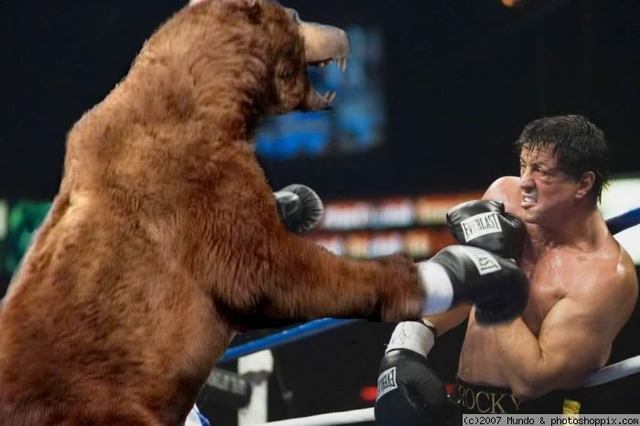 bear boxing 