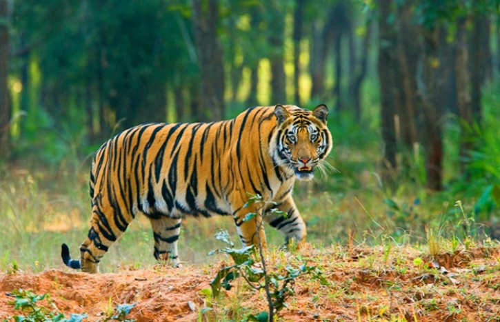 Tiger in Sunderban