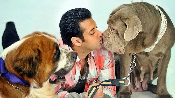 Salman khan dogs