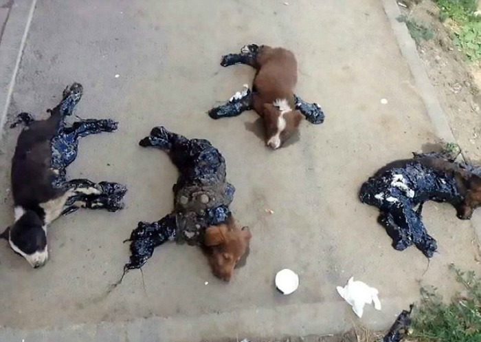 Puppies covered in tar in Romania