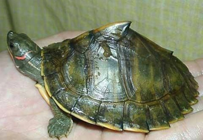 Indian Roofed turtles