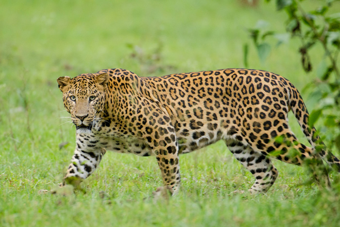Tiger census springs up leopard surprise