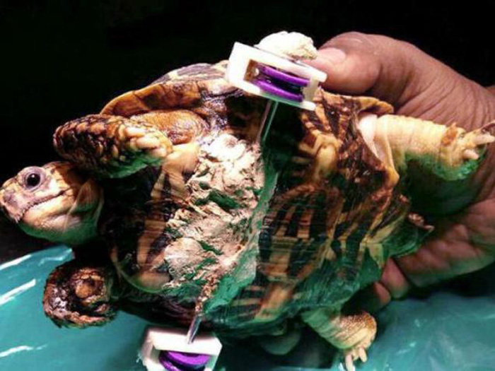 Chennai Tortoise Loses Leg, Gets Wheel Implant