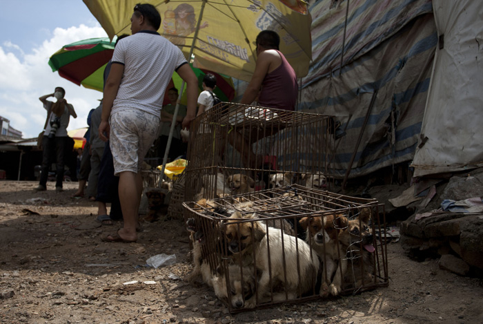 The Yulin Festival Has Started, And 10,000 Dogs Are On The Menu