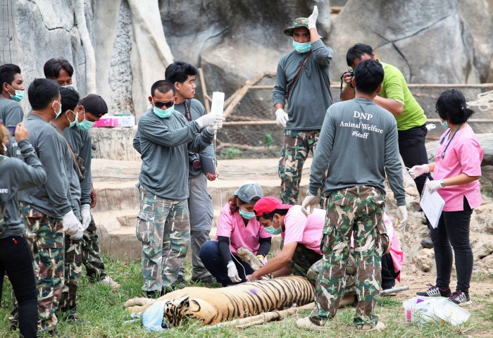 Thai Police Find Tiger Slaughterhouse In Temple Probe