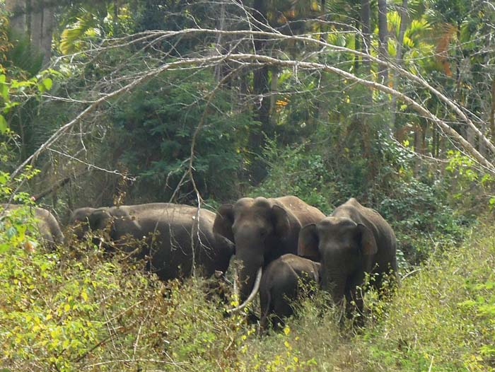 Selfie Craze Of Tourists Is Forcing Elephant Herds Abandon Water Sources In Corbett National Park 