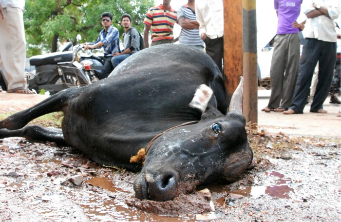 11 Cows Killed After Truck Overturns, Mob Goes On Rampage