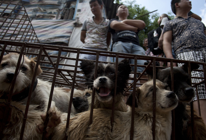 The Yulin Festival Has Started, And 10,000 Dogs Are On The Menu