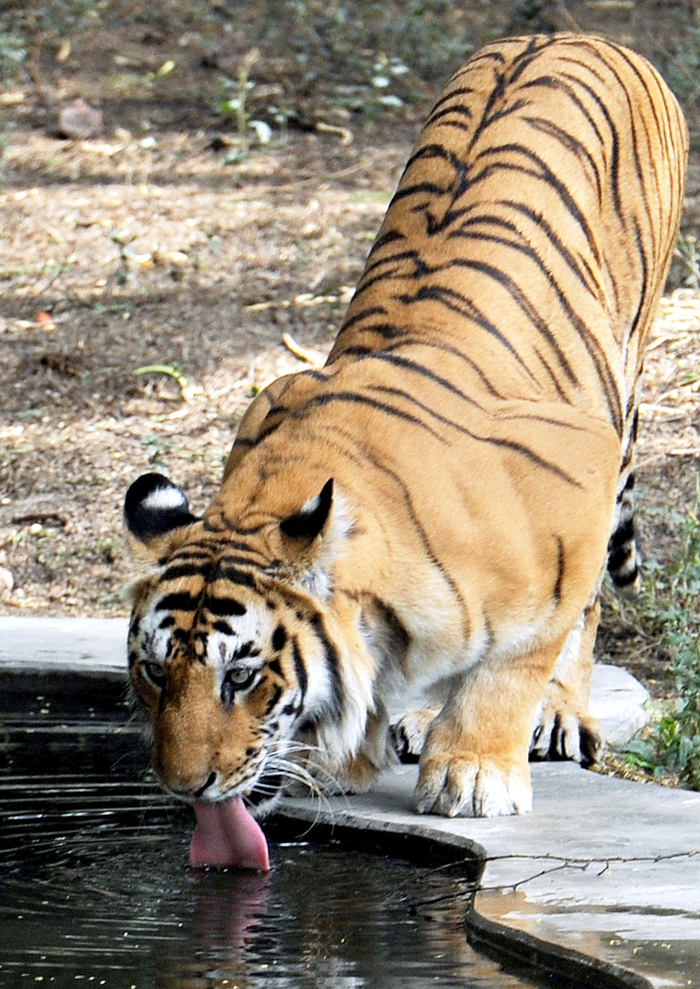 Tankers Ply 1.5 Lakh Litres Water Daily To Parched Corbett