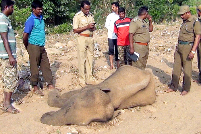 1 Year Sees 39 Elephants Die In Odisha