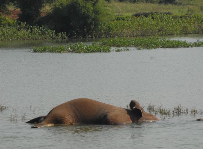 1 Year Sees 39 Elephants Die In Odisha