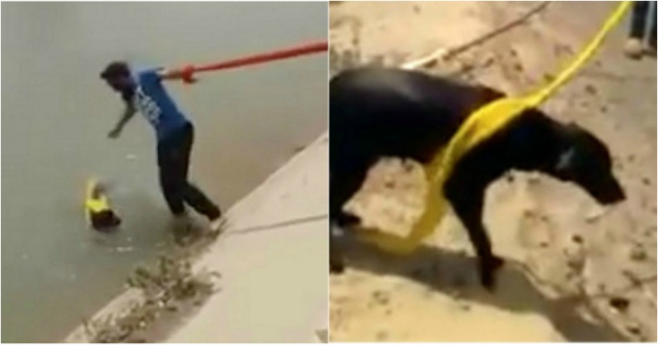 turban sikh dog rescue