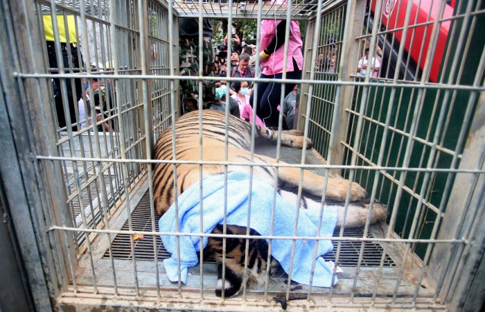 Thai Police Find Tiger Slaughterhouse In Temple Probe