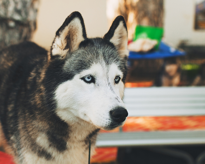 can siberian husky live in delhi