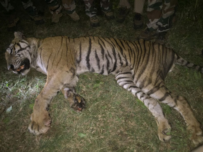 74 Tigers Died In January 2016