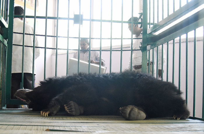 Caged Bear