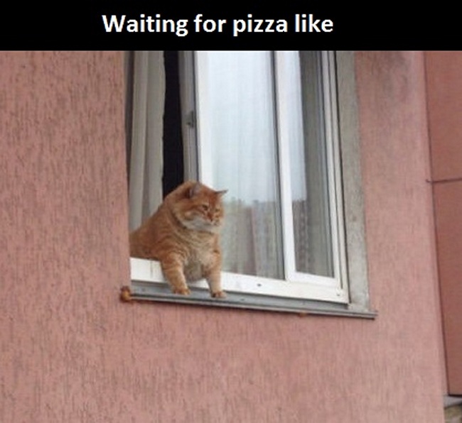 leaning tower of pizza funny cat pictures with captions