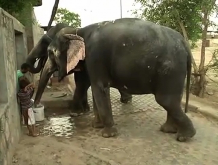 Elephants go thirsty after acute water crisis
