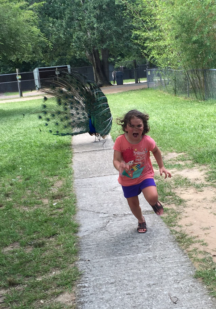 Girl fleeing a peacock