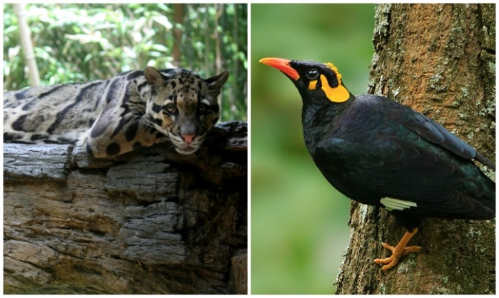 Did You Know That Every State And Union Territory Of India Has A State  Animal And A Bird?