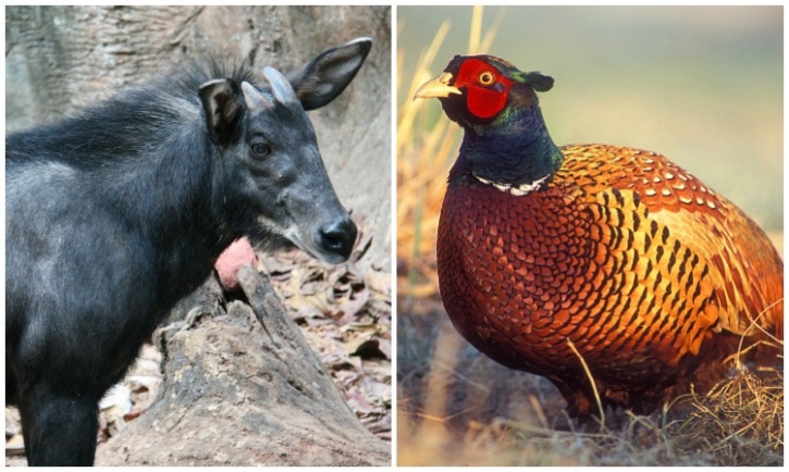 Did You Know That Every State And Union Territory Of India Has A State  Animal And A Bird?