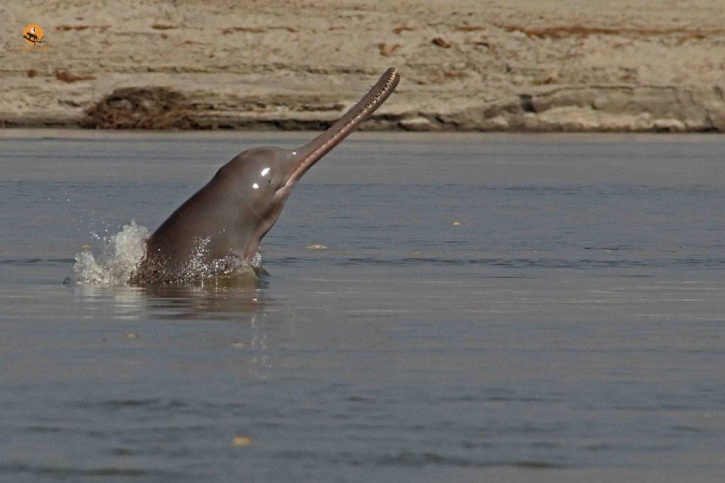 Guwahati Becomes The First Indian City To Have An Animal Mascot, Chooses The Gangetic River Dolphin Guwahati Becomes The First Indian City To Have An Animal Mascot, Chooses The Gangetic River Dolphin