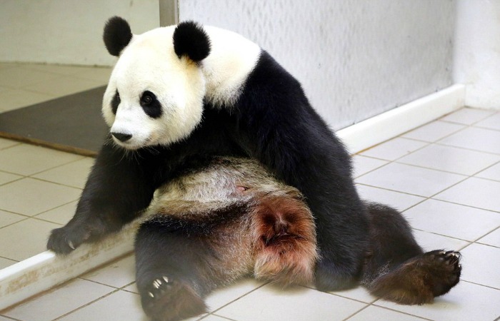 pandas giving birth