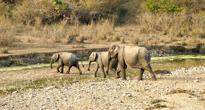 Selfie Craze Of Tourists Is Forcing Elephant Herds Abandon Water Sources In Corbett National Park 