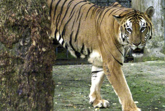 Brave Dog Killed While Trying To Save His Master From A Tiger Attack ...