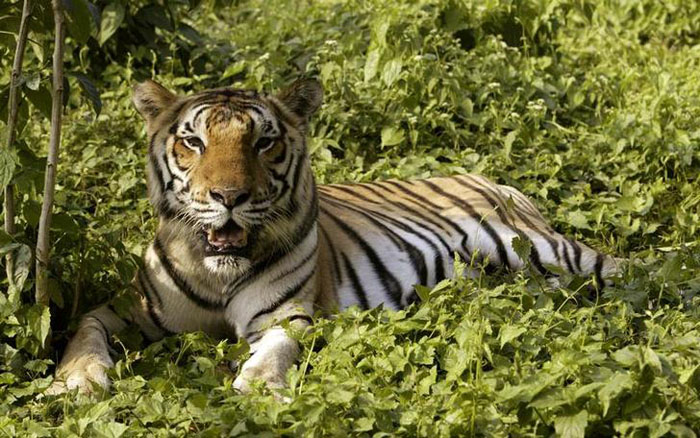 Tiger Population In Assam Manas National Park Go Up 50 Percent In The Past Three Years 
