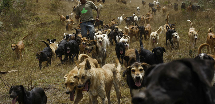 At Least 50 Stray Dogs Allegedly Burnt Alive Near Chennai For Attacking Sheeps And Goats