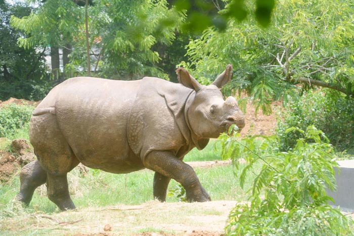 Rhino Poaching Incidents In Assam Are On The Rise But Where Are The Rhino Horns Going?