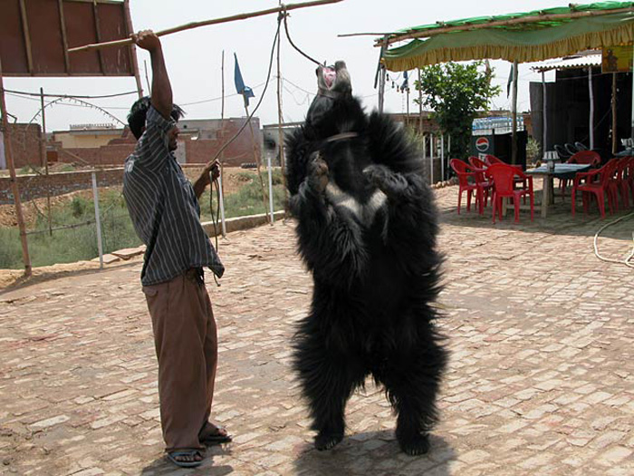 Root canal dental surgeries performed on 19 sloth bears at Agra