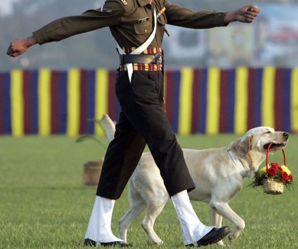 Army dog