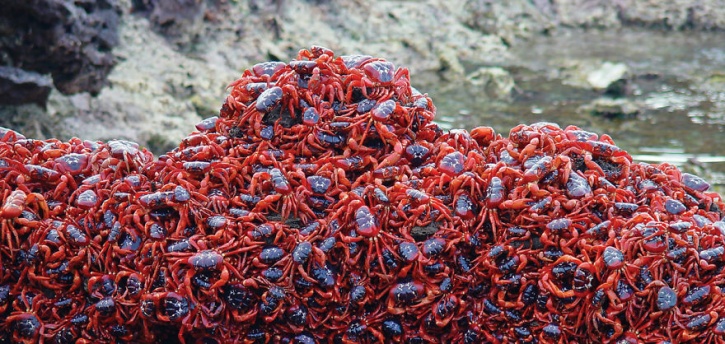 Christmas red island crabs