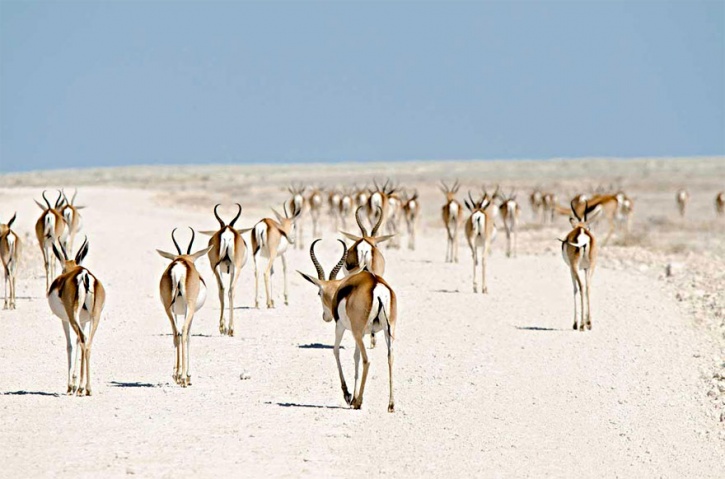 Springbok, Nambia 