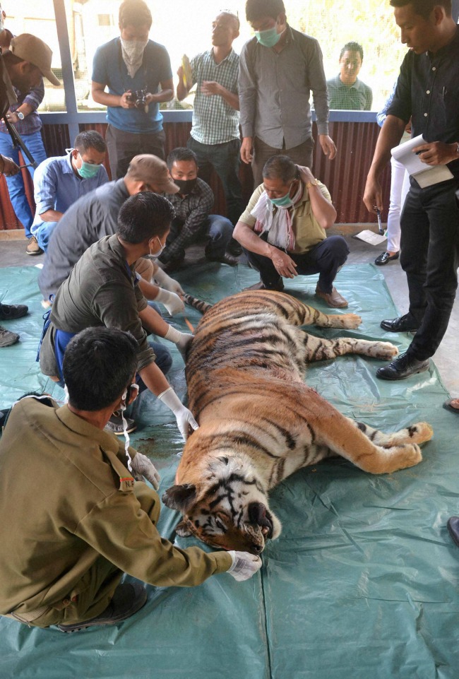 Tiger killed
