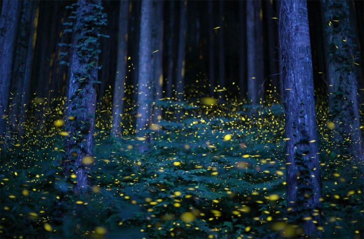 Fireflies 