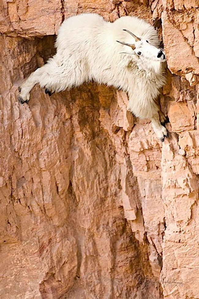 mountain goat 4