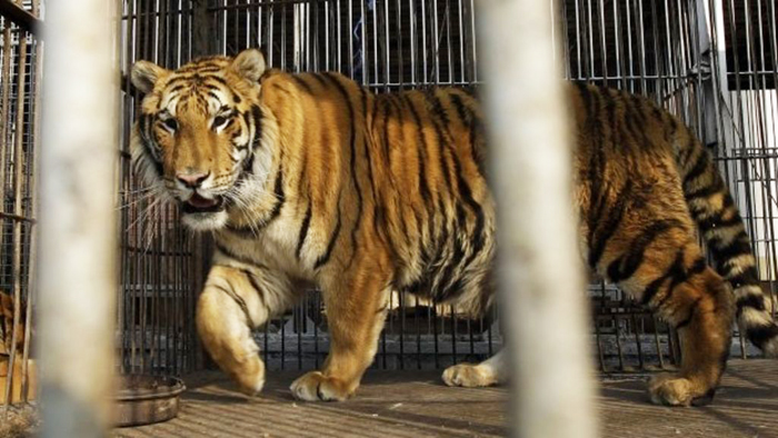 Man-Eater Tiger Sentenced To 