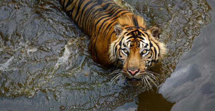 Man-Eater Tiger Sentenced To 