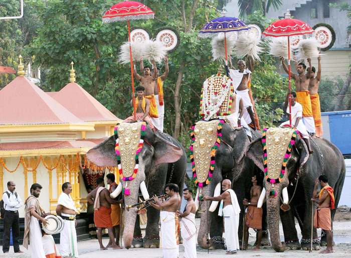 Kerala Government Passes Law Allowing People To Own Elephants, PETA ...