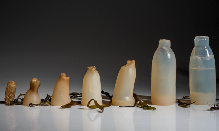 Algae water bottles