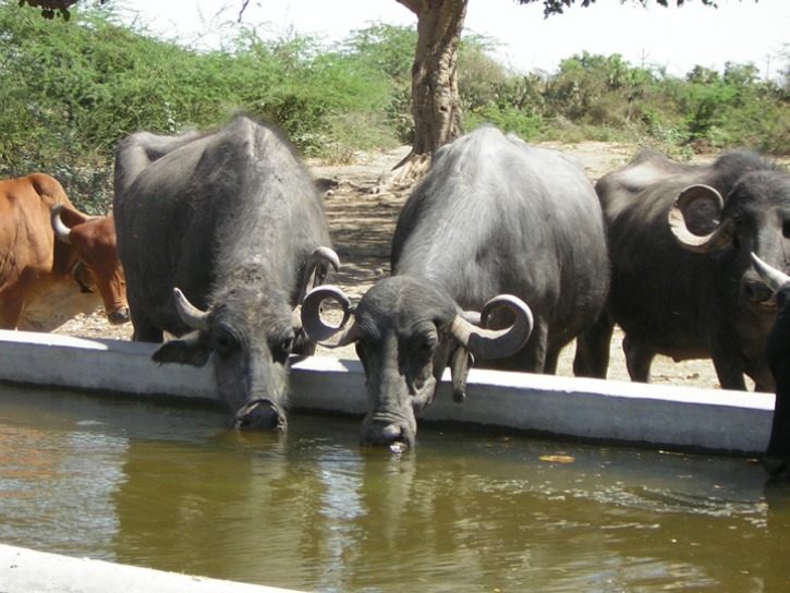 indian buffaloes 