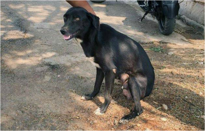 Bengaluru Woman Kills 8 Puppies Brutally In Front Of Their Mother Just To Teach The Dog A Lesson