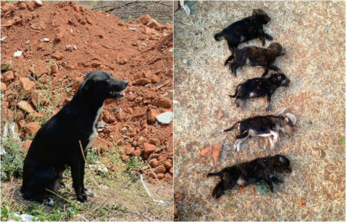 Bengaluru Woman Kills 8 Puppies Brutally In Front Of Their Mother Just To Teach The Dog A Lesson