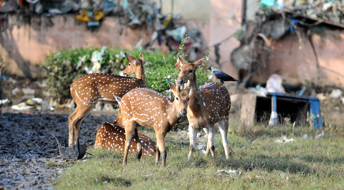 More Than 50 Animals Species In India Are Critically Endangered, 10 Of These May Soon Vanish!