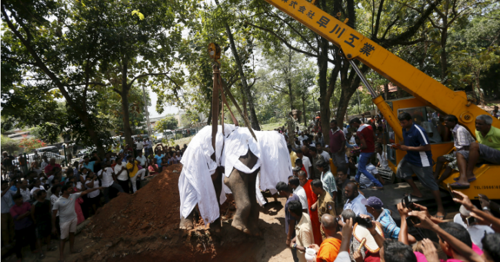 Elephant funeral
